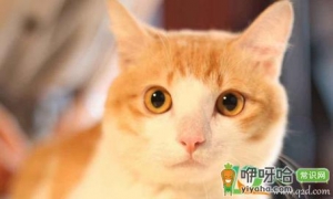 猫白细胞低怎么增加