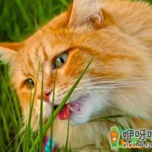 没有猫草怎么让猫吐毛