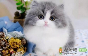 猫吃盐酸多西环素片治什么