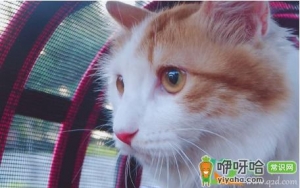 猫咪胆小敏感怎么办