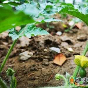 种植西瓜采取哪些措施可以实现重茬种植