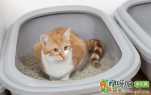 猫咪不拉屎是猫瘟吗