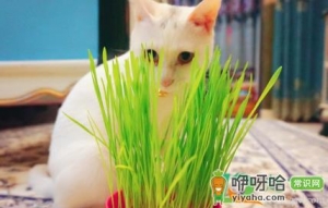 幼猫什么时候开始吃猫草