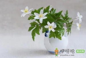 花瓶里的花怎么养