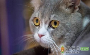 猫感冒了可以吃盐酸多西环素片吗