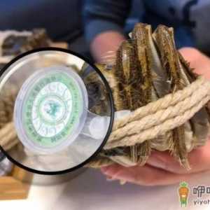 阳澄湖大闸蟹都有吊牌吗