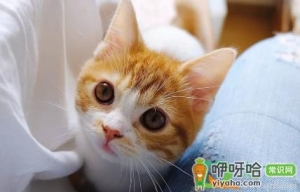 为什么橘猫喜欢咬人