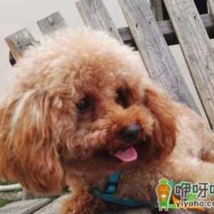 泰迪犬夏天不开空调会热死吗