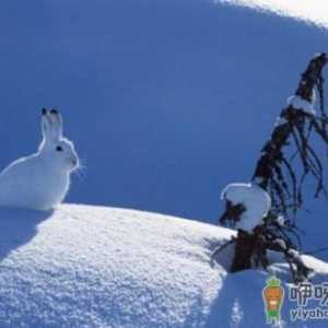 雪兔的形态特征和生活习性