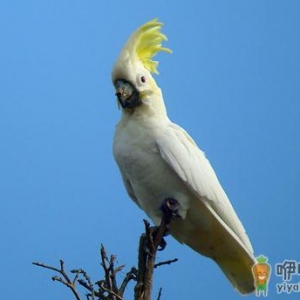 小葵花凤头鹦鹉的简介 小葵花凤头鹦鹉的产地