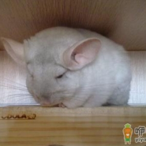 金斑龙猫怎么养？金斑龙猫的饲养要点