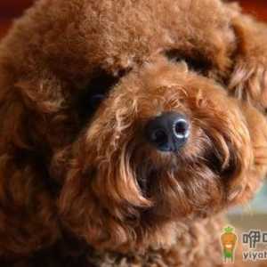 泰迪犬小巧可爱萌化内心 养泰迪必须具备的条件