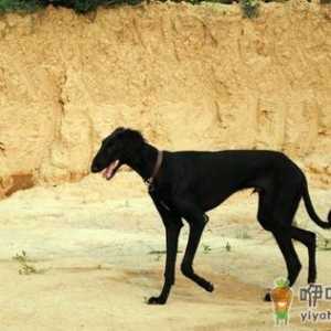 细犬如何喂养？细犬是什么狗？