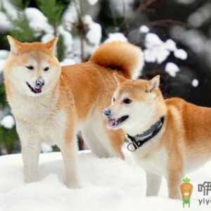 柴犬多少钱一只？柴犬如何喂养？