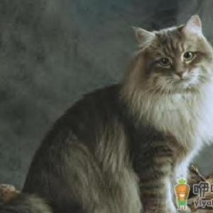 西伯利亚森林猫的生活习性是什么？