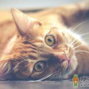 经常让猫咪误会的几个动作 翻肚向你不是要你摸