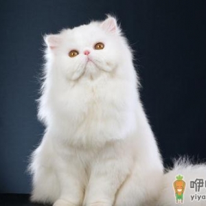 波斯猫的生活习性-波斯猫怎么养？