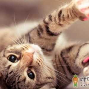 猫咪喜欢抓家具主人很苦恼 防止猫抓家具的方法介绍