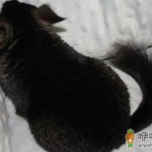 纯黑龙猫怎么养？纯黑龙猫的常见疾病