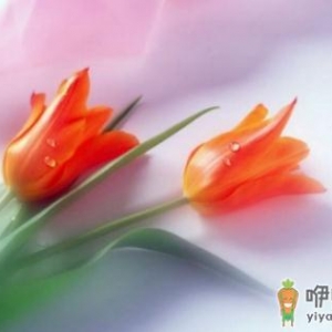 鲜花保鲜的方法-鲜花保鲜的产品