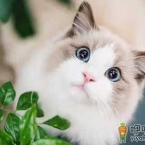 猫毛柔顺光滑代表健康 布偶猫对毛发好的饮食百科