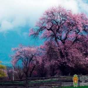 春游林芝赏桃花：沉醉在花的海洋