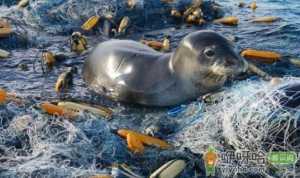 海洋上的垃圾害死了多少生物