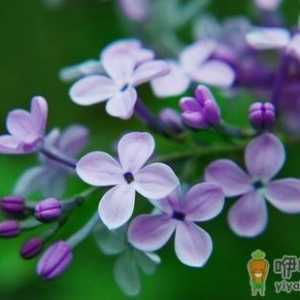 丁香花的介绍-丁香花对家居环境的影响