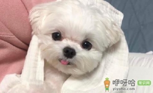 狂犬病人学狗叫是真的吗