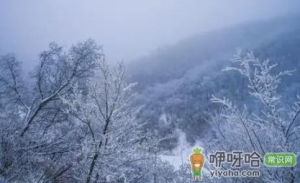 大雪节气晴天来年干旱吗