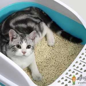 猫砂盆需要天天清洗吗 小猫用什么猫砂盆比较舒服