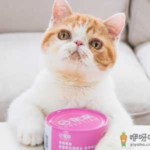 猫咪有必要吃罐头吗 猫猫天天吃罐头好不好