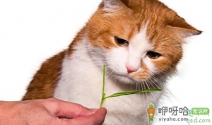 猫薄荷多久起效果 小猫吃猫薄荷有害吗