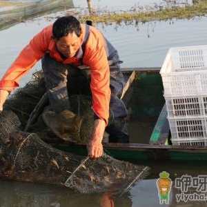 龙虾塘里有野虾有没有事 虾塘野虾很多如何处理