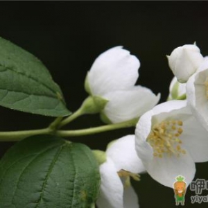 茉莉花好养活不 养植茉莉要注意什么