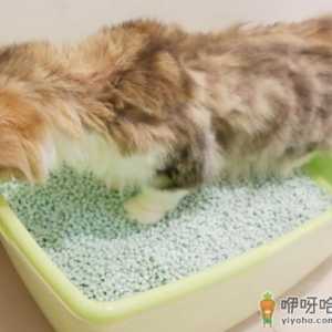 为什么猫咪喜欢玩猫砂 如何防止猫咪玩猫砂