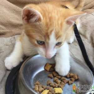 猫咪为什么护食会很凶 小猫护食怎么管教