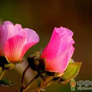 芙蓉花好养活吗 芙蓉花养护时需注意什么