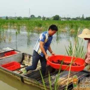 茭白地里养龙虾可以吗 茭白田里养龙虾要注意什么