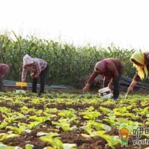 大白菜可以追尿素吗 大白菜高温干旱的防止措施有哪些