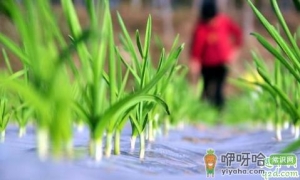 大蒜种植是先扣薄膜还是先浇水 种大蒜不盖地膜行吗