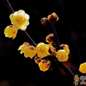 腊梅花可以种植吗 网购的腊梅怎么养开的花大