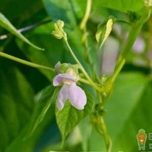 秋芸豆何时能够种植 种植秋芸豆要注意什么