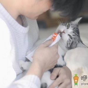 能喂三月大的小猫吃营养膏吗 营养膏一般多久喂猫一次