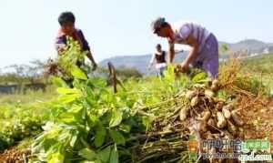 怎么种露天花生高产 花生三遍药使用的最佳时间