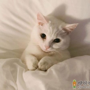 被自己的猫咪咬出血了怎么办 被猫咬出血了要不要打狂犬疫苗 ...