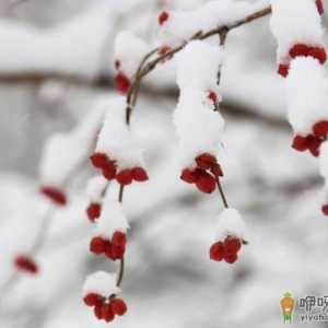 大雪节气都有什么传统习惯 为什么大雪节气要做腌肉