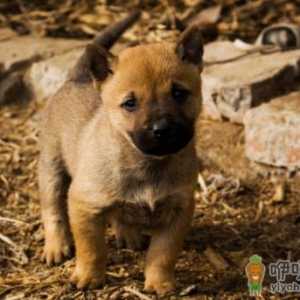 农村养的土狗可以吃甜食吗 狗吃芒果会怎么样