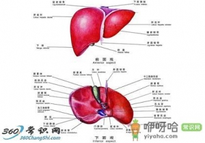 治疗各类肝病的食疗配方