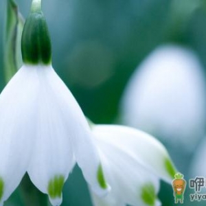 雪莲花的吃法-雪莲花的功效与作用